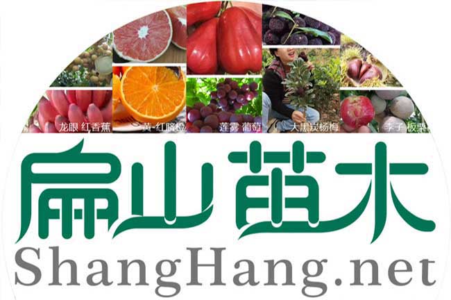 云浮楊梅苗批發