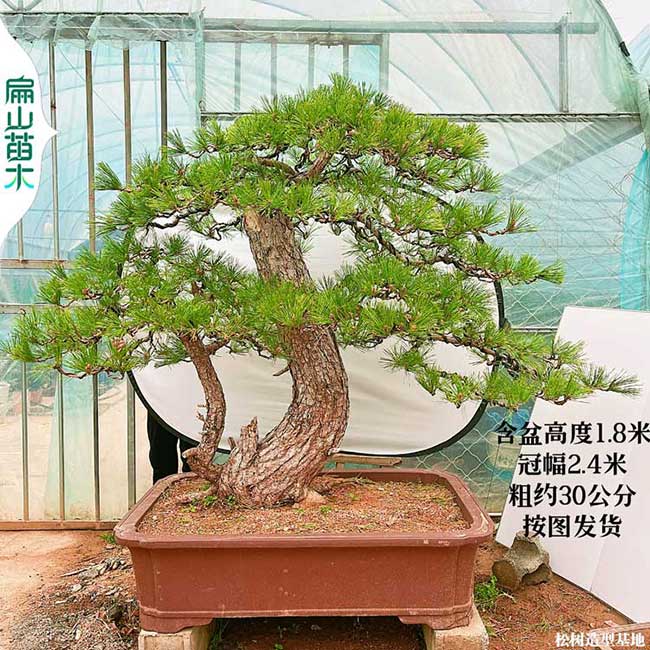 南平南華松盆景