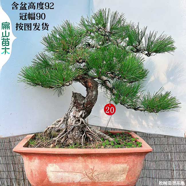 珠福建千壽丸 漳州馬尾松 泉州日本短針刮油松樹小杯苗30CM