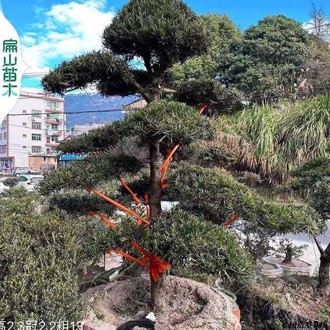 珠海B松樹苗盆景批發 廣東珠海羅漢松柏樹造型基地徑2-10CM