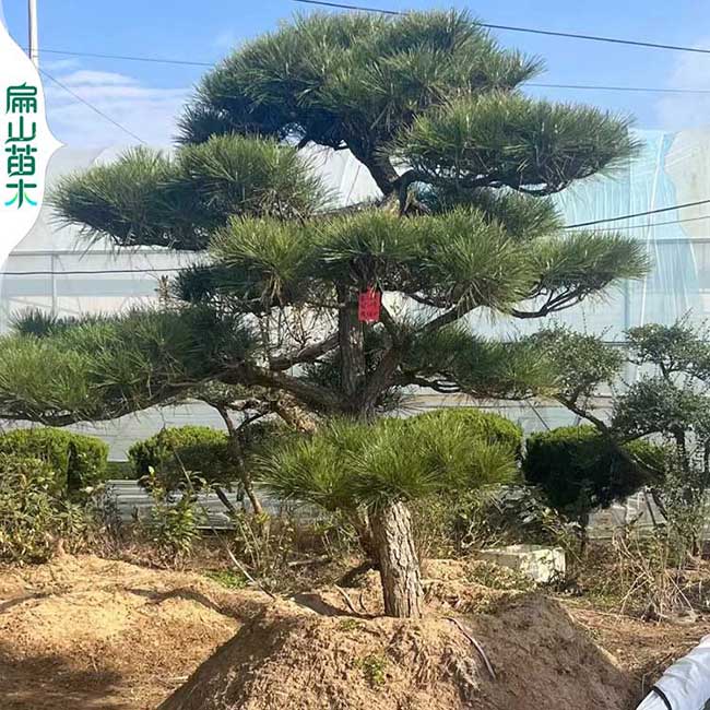 龍巖油松造型技術