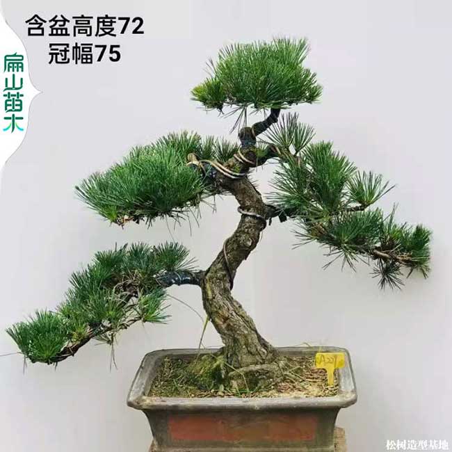 廣西黑松盆景