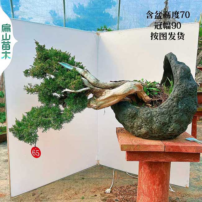 龍巖柏樹盆景