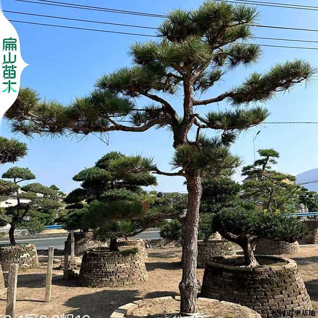 中山馬尾松羅漢松柏樹盆景造型批發基地 中山1-2-5-3-4米