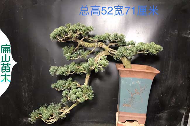 泉州五針松盆景