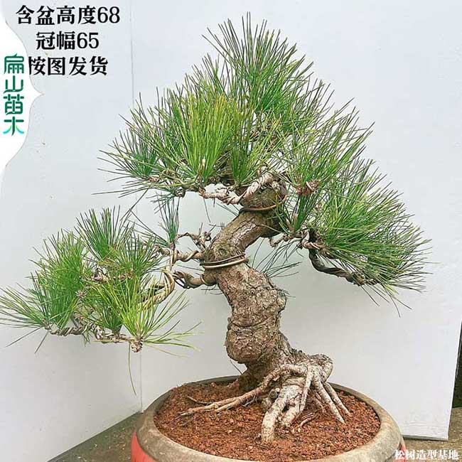 湛江黑松盆景批發