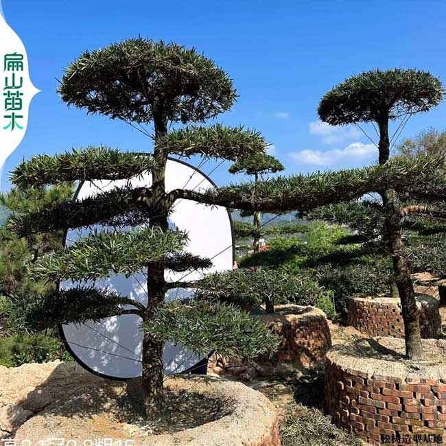 珠福建千壽丸 漳州馬尾松 泉州日本短針刮油松樹小杯苗30CM