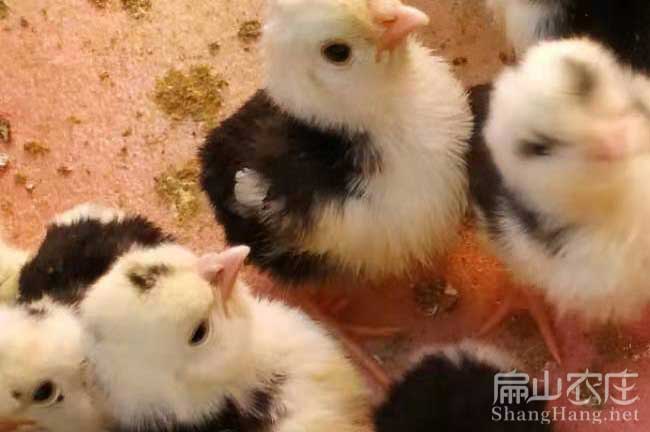 泉州貴妃雞苗批發