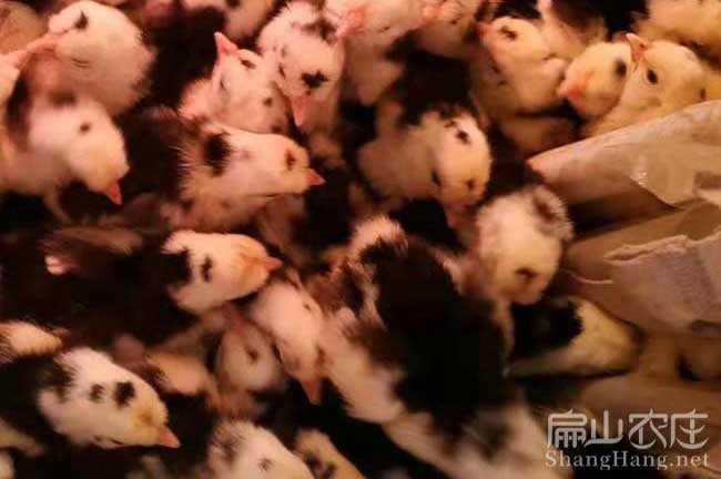 寧德珍珠雞苗批發