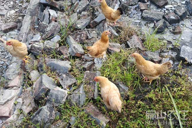 龍巖河田雞苗批發