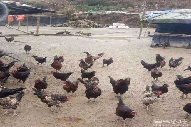 龍巖烏雞養殖