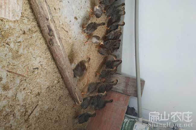 龍巖土雞苗批發