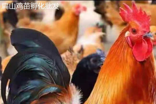 長汀閹雞苗批發