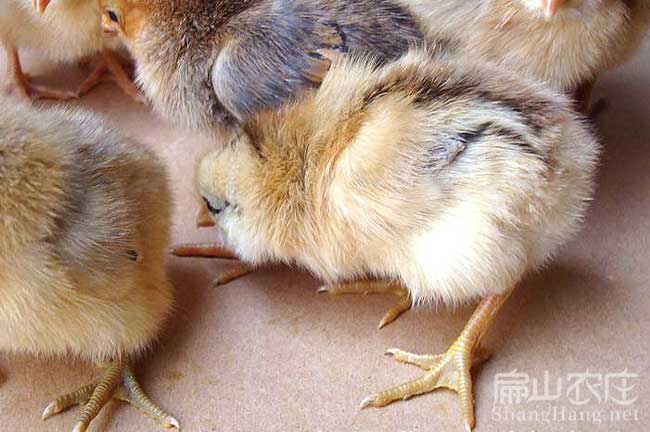 龍巖土雞苗批發