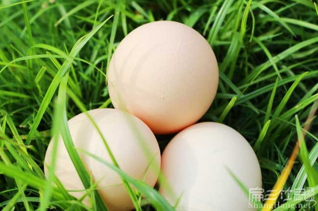 龍巖土雞蛋批發