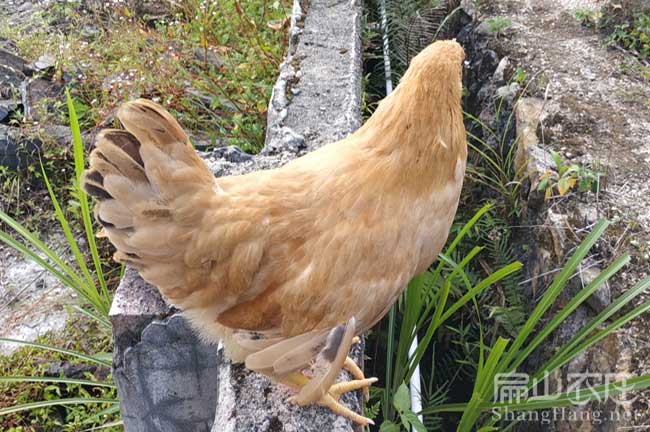 標準河田雞苗