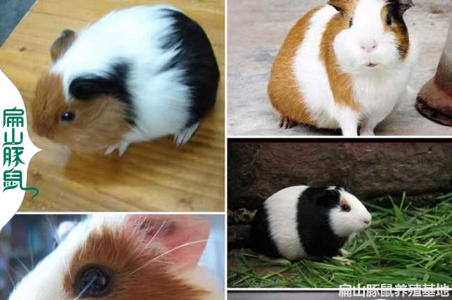 邵陽豚鼠養殖