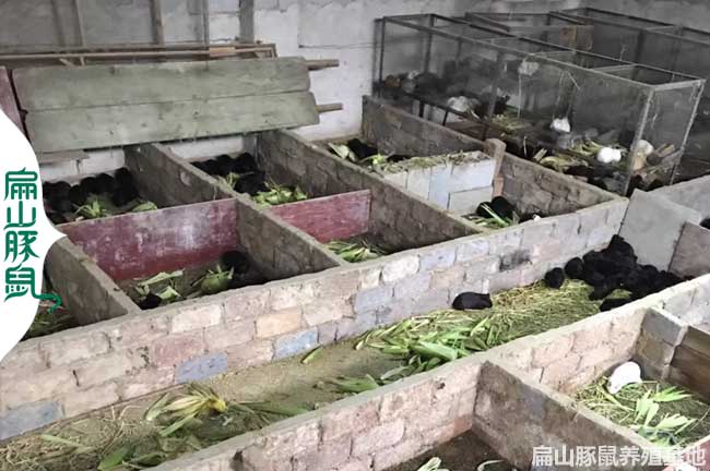 饒平豚鼠養殖