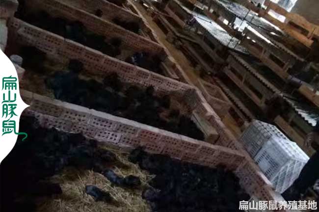 上饒黑豚養殖