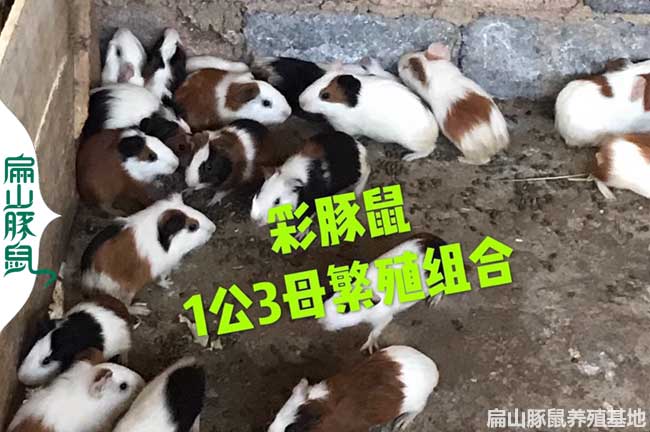 河北彩豚養殖