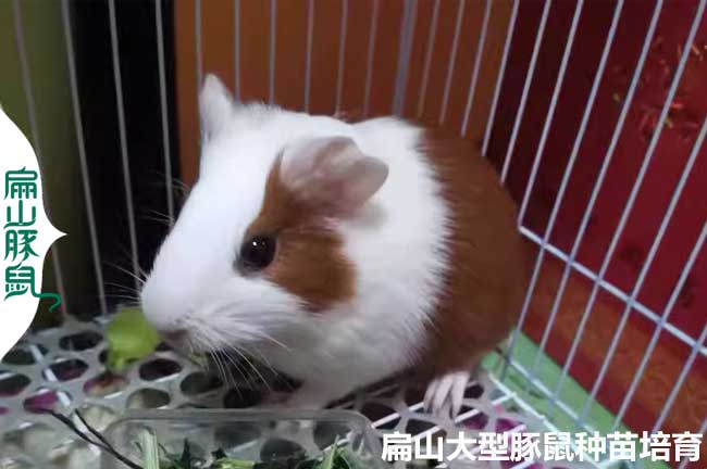 荊州彩豚鼠養殖基地