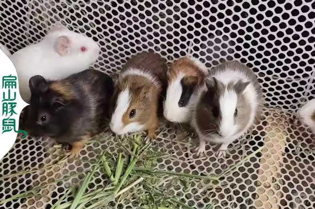 九江豚鼠養殖