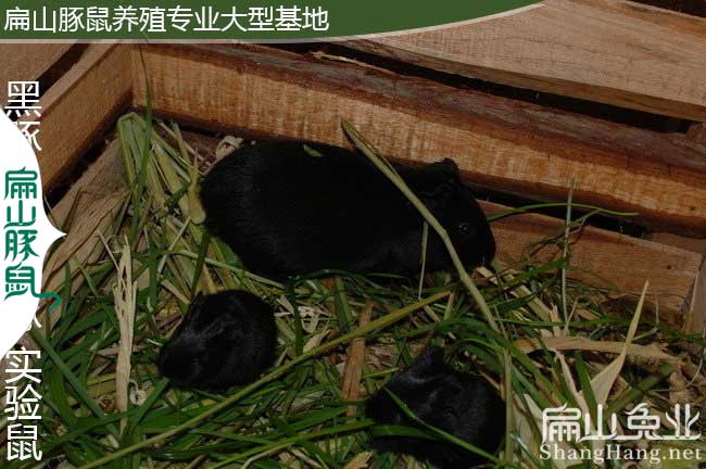 寧德黑豚養殖