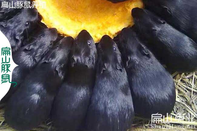 清遠豚鼠養殖場