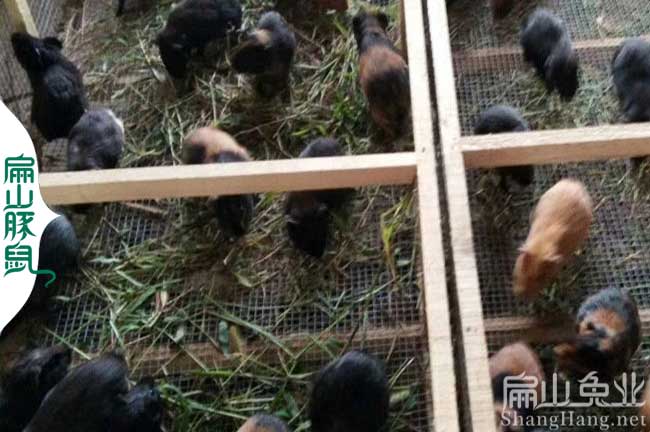 云浮彩豚養殖場