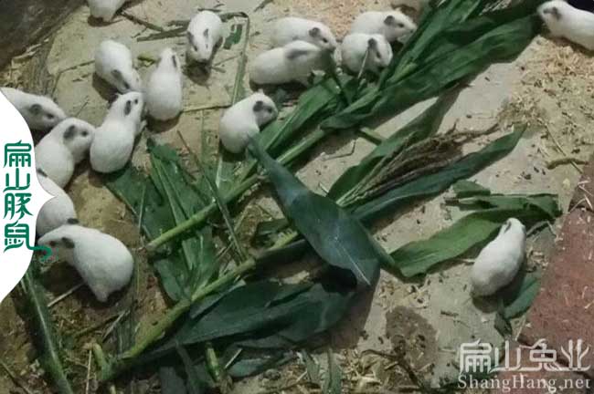 肇慶白豚養殖