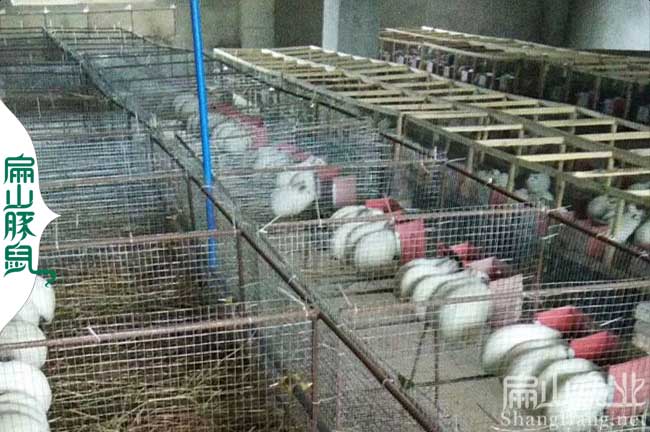 漳平豚鼠養殖