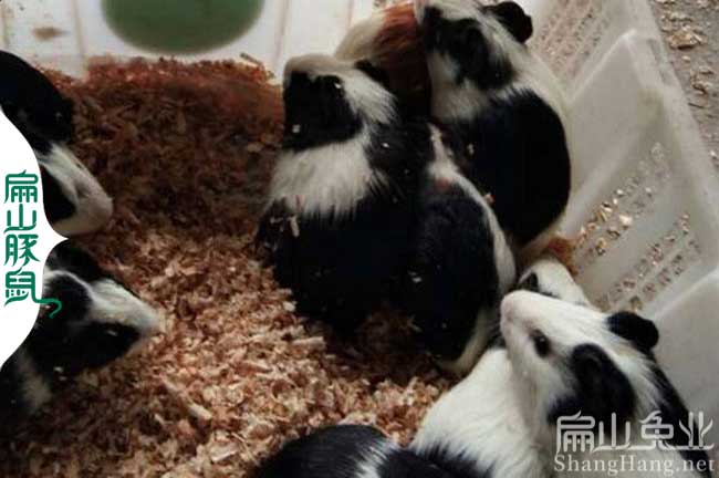 南昌豚鼠養殖