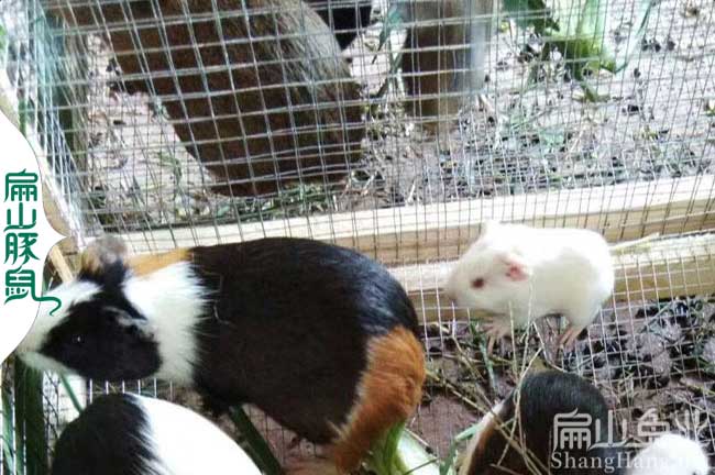 廣東老鼠兔養殖