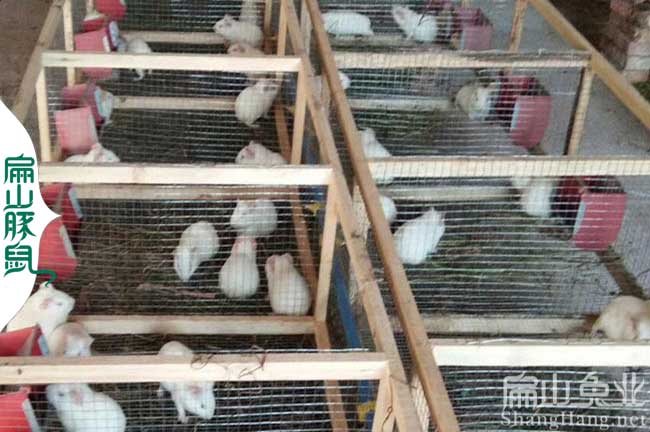 廣東豚鼠規模養殖