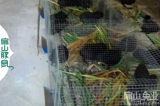 金華豚鼠養殖