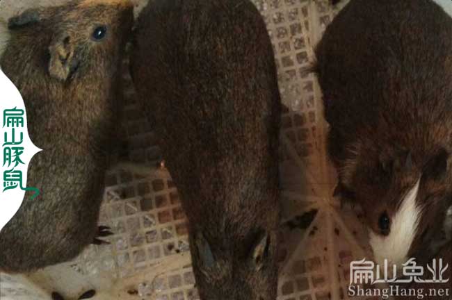 贛州黑豚鼠養殖場