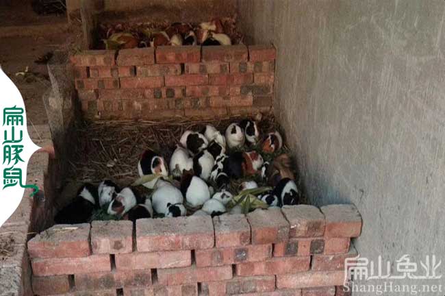 漳州黑豚養殖