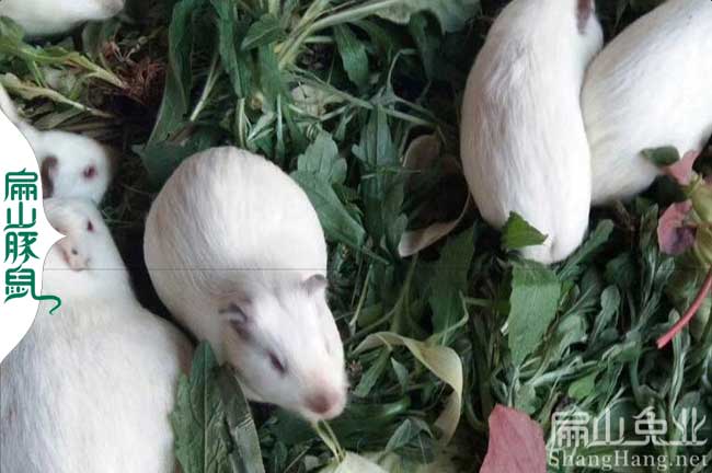 云浮白豚養殖場