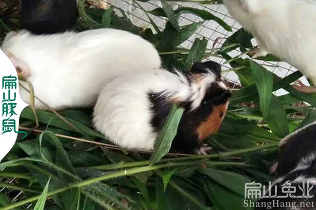 宜春彩豚批發