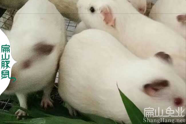撫州豚鼠種苗批發