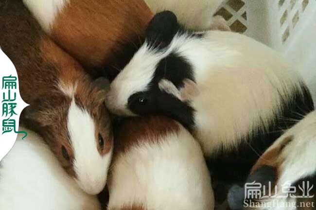 廣東豚鼠養殖