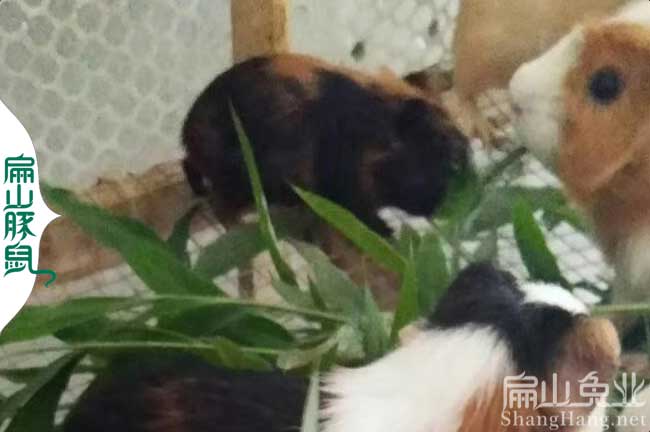 永春黑豚批發