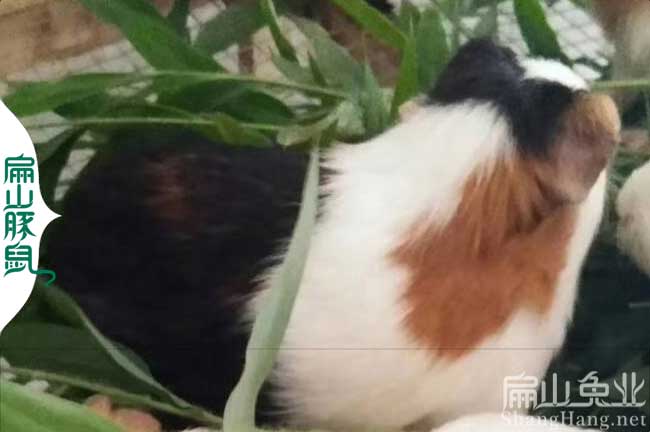 陽江豚鼠養殖場