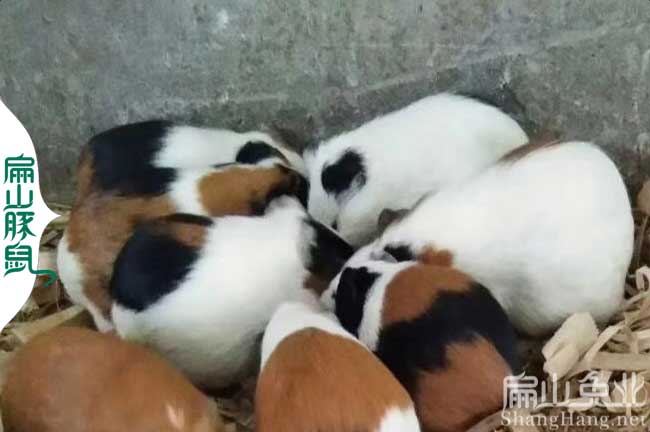 福建彩豚批發