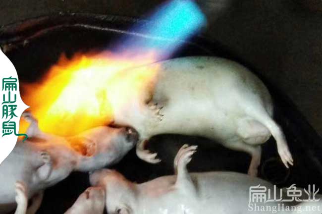 江西商品豚鼠批發