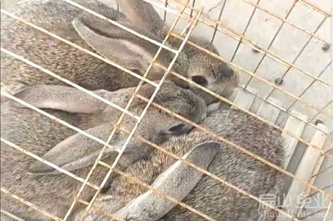 河源野兔批發