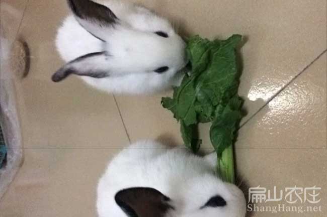 云浮肉兔養殖