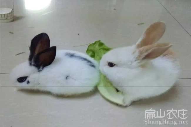 貴州竹鼠養殖