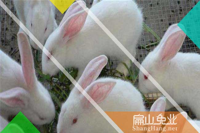 寧波竹鼠養殖基地