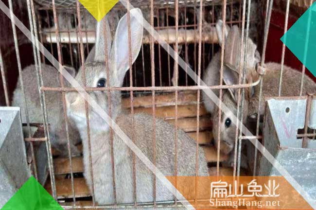 臺州肉兔批發